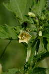 Cutleaf groundcherry